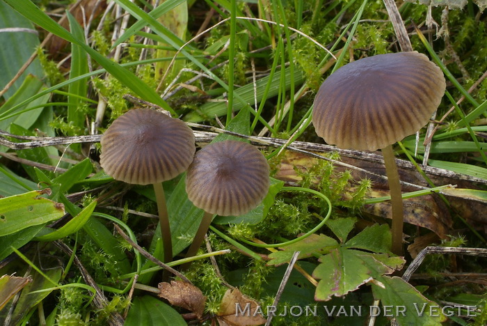 Bruinsnedemycena - Mycena olivaceomarginata